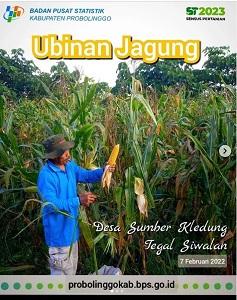 Ubinan Jagung Tegal Siwalan